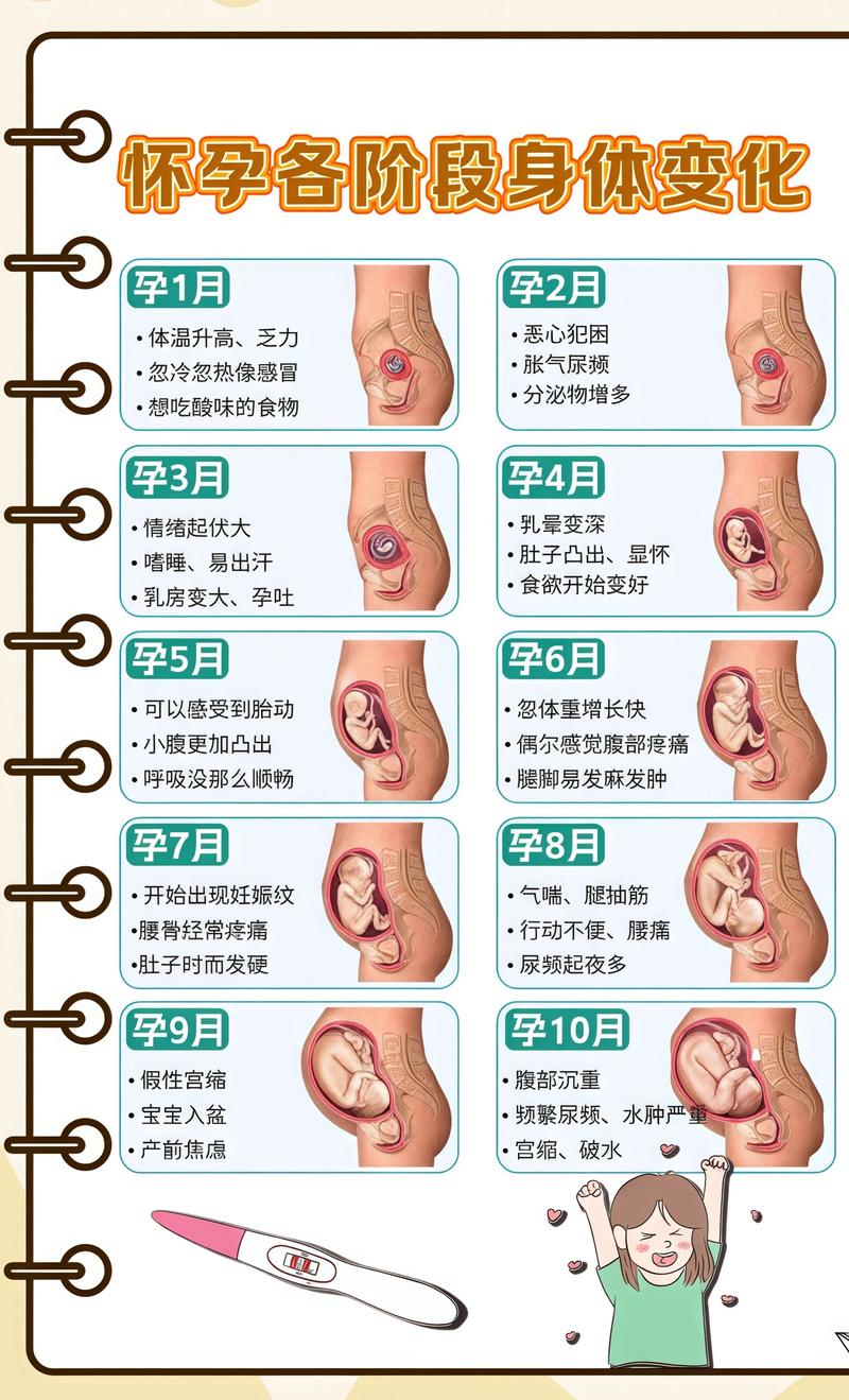 揭秘供卵代孕妈妈怀孕小腹分两节，孕期变化的奥秘上饶代生机构: